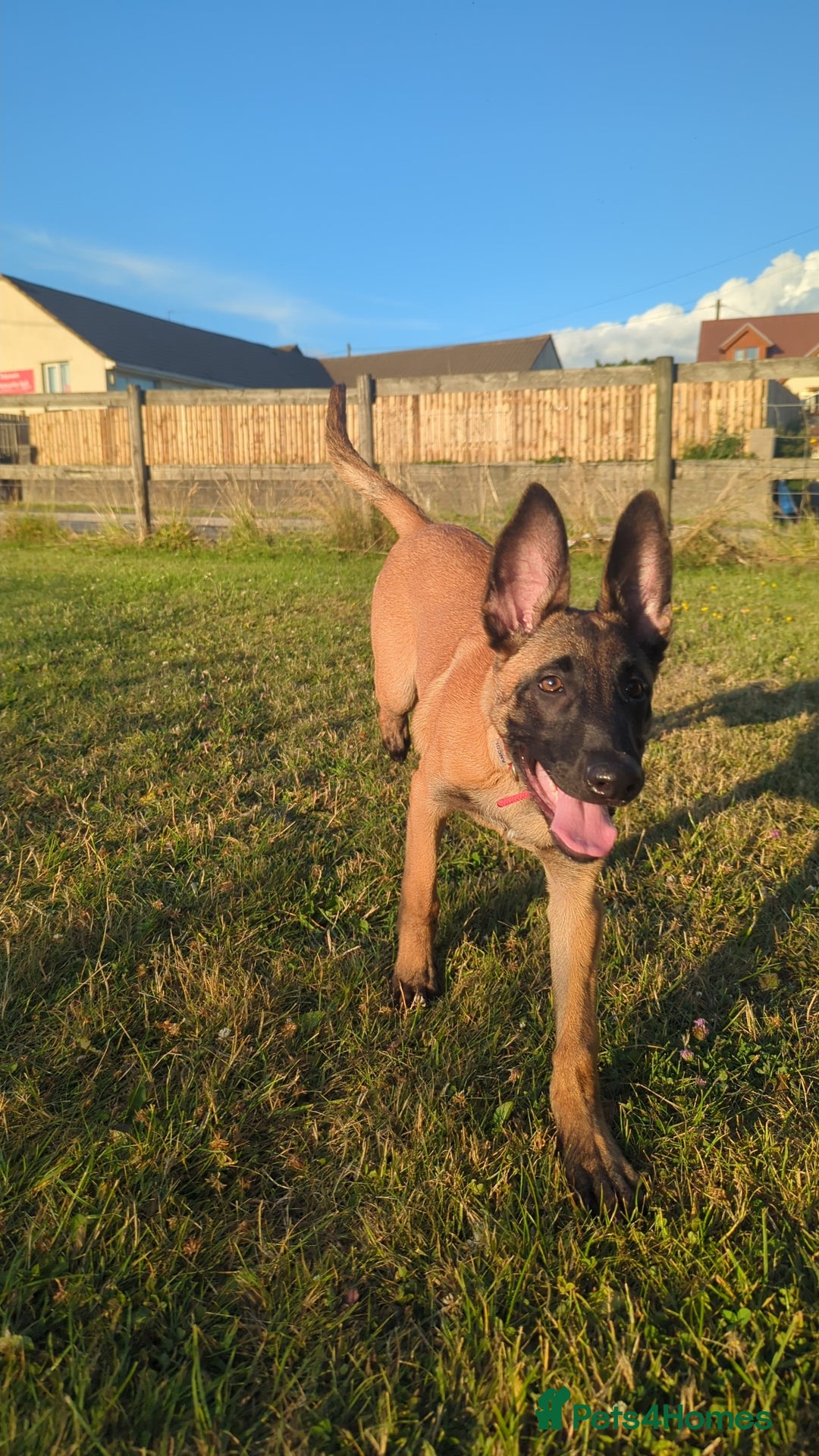 Belgian Shepherd Dog dogs for sale: Rehoming  - Image 1