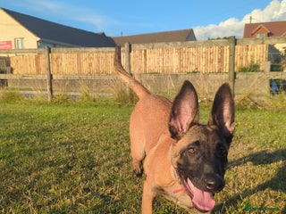 Belgian Shepherd Dog dogs - Advert 17