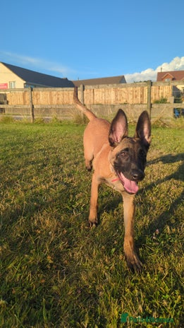 Belgian Shepherd Dog dogs - Advert 2