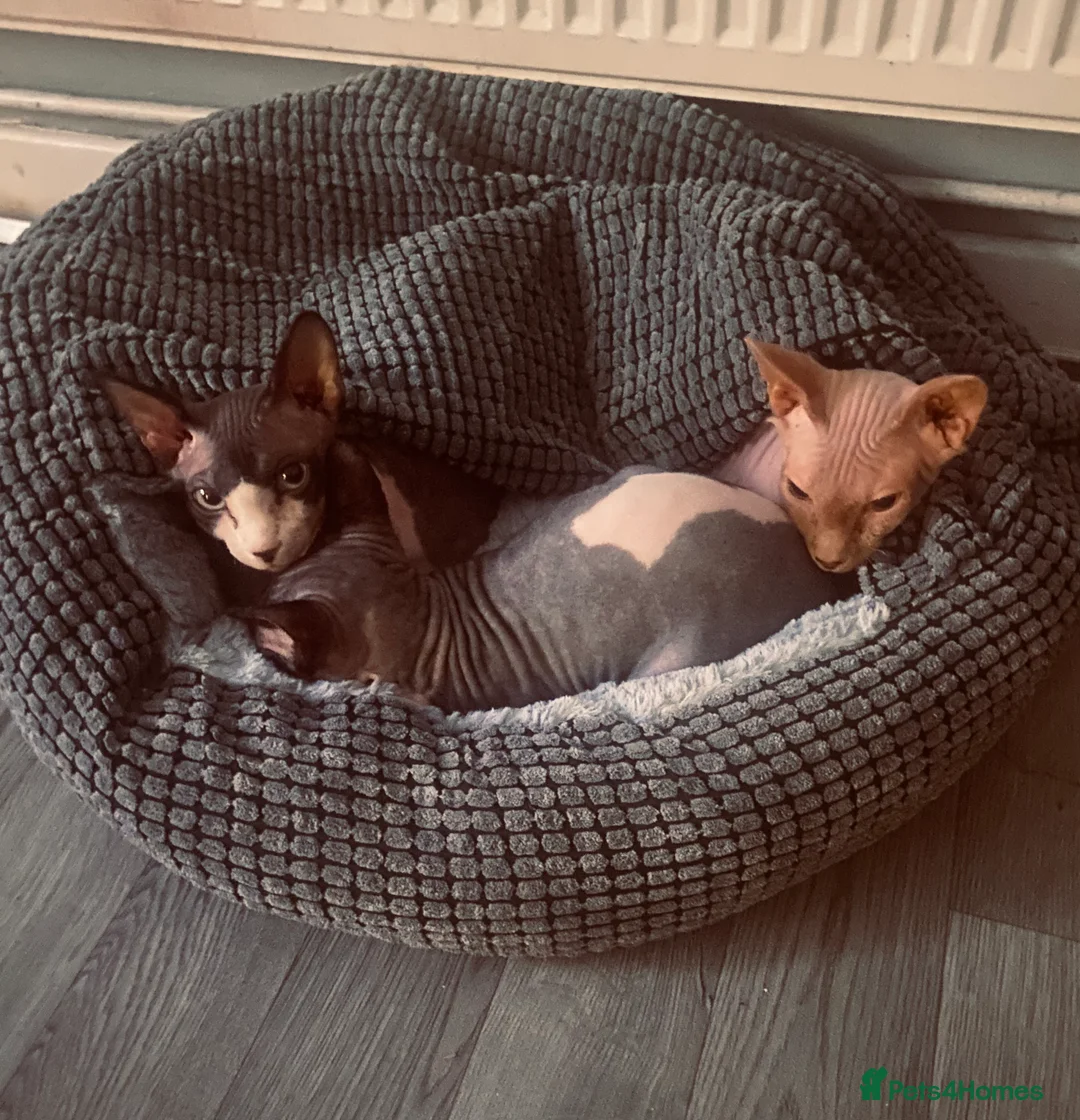 Sphynx cats for sale: 3 Sphynx cats to be rehomed - Advert 2