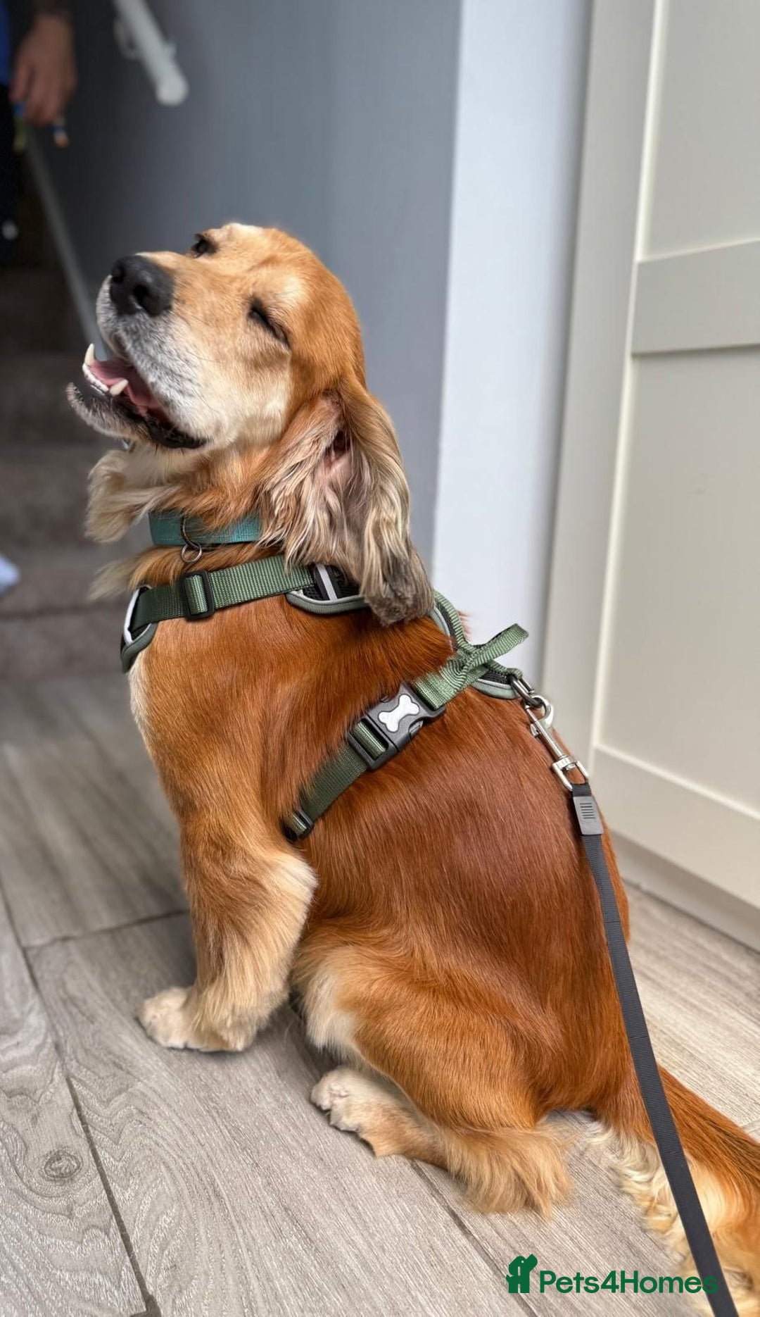 Cocker Spaniel dogs for sale: Meet Cooper – A Friendly, Smart Cocker Spaniel Boy - Image 1