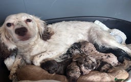 Cockapoo dogs for sale: Cockapoo puppies for sale  - Advert 2