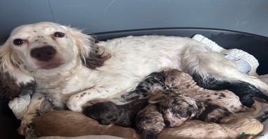 Cockapoo dogs Cockapoo puppies for sale  - Advert 13