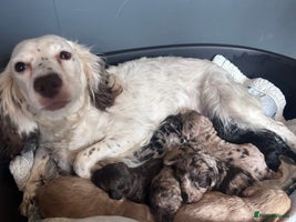 Cockapoo dogs Cockapoo puppies for sale - Advert 13