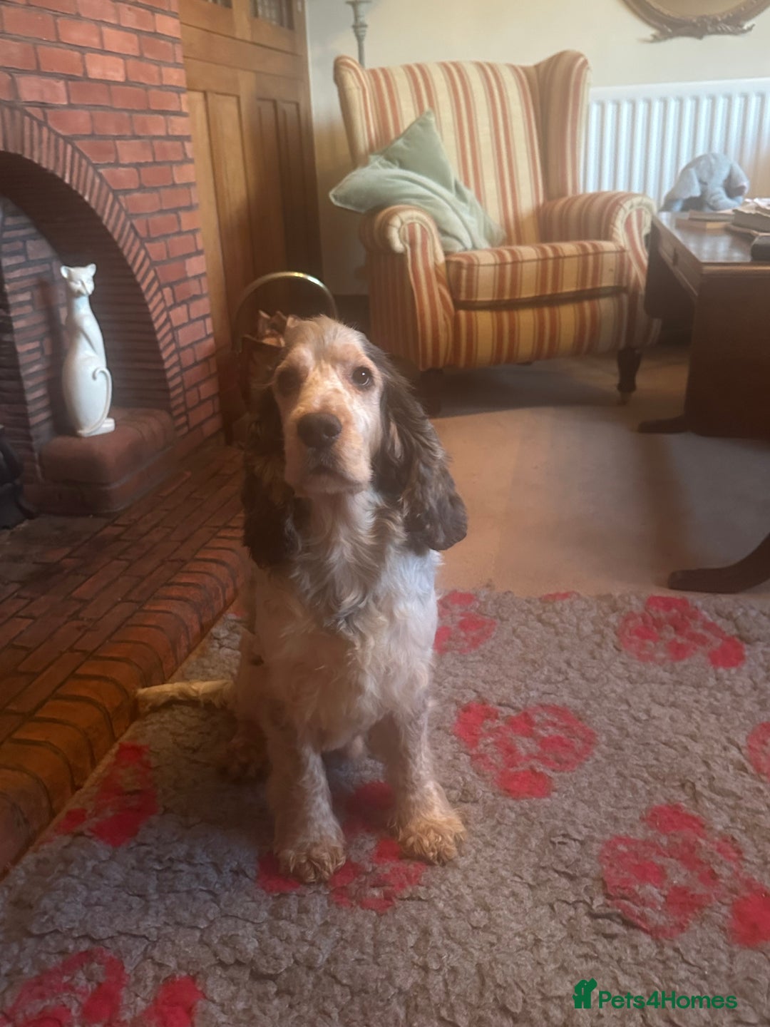 Cocker Spaniel dogs for stud: KC registered DNA tested Show Cocker in Alston - Advert 3