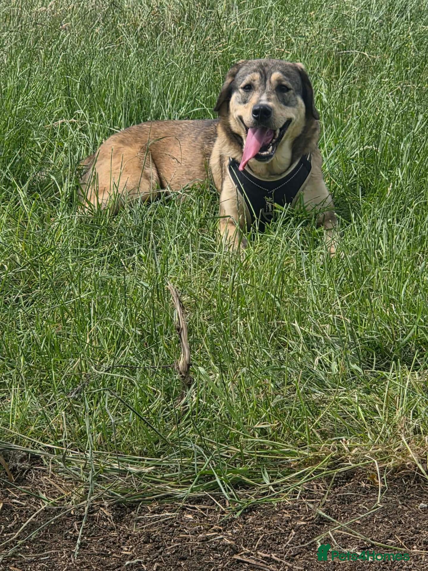 Mixed Breed dogs Gracie mae - Advert 6