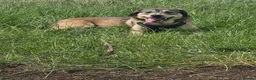 Mixed Breed dogs for sale: Gracie mae in Scarborough - Advert 1