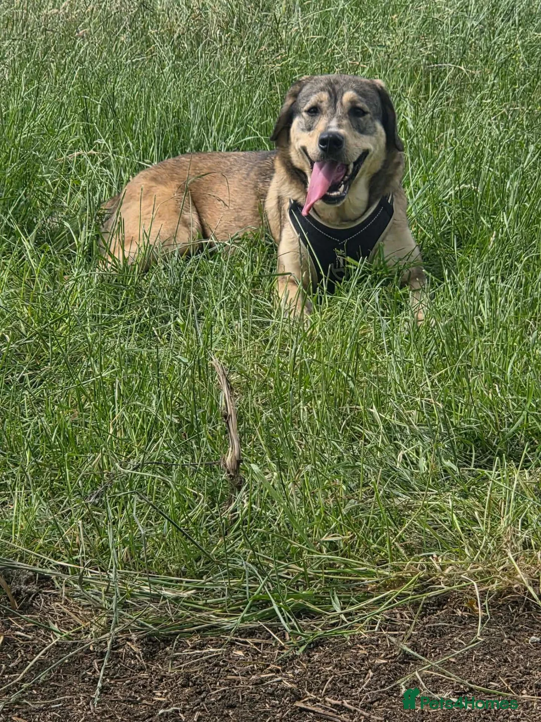Mixed Breed dogs for sale: Gracie mae in Scarborough - Advert 1