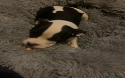 American Bully dogs for sale: perfect puppys - Image 4