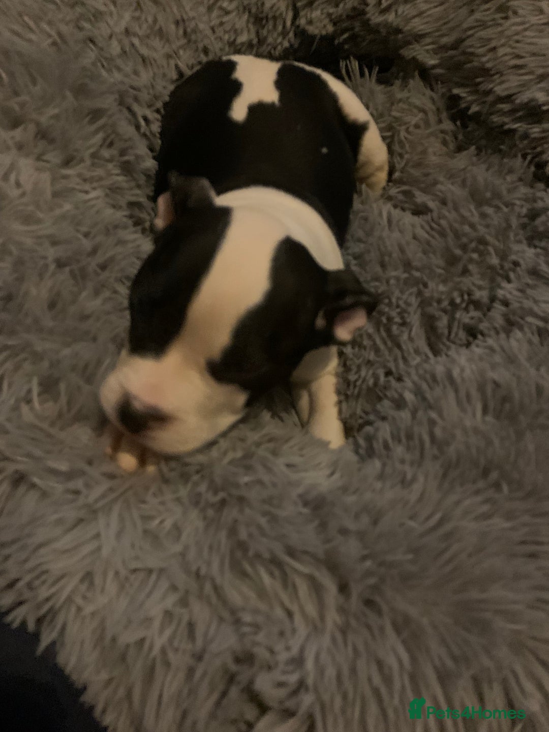 American Bully dogs for sale: perfect puppys - Image 4