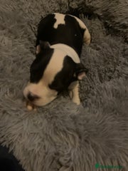 American Bully Puppy 2
