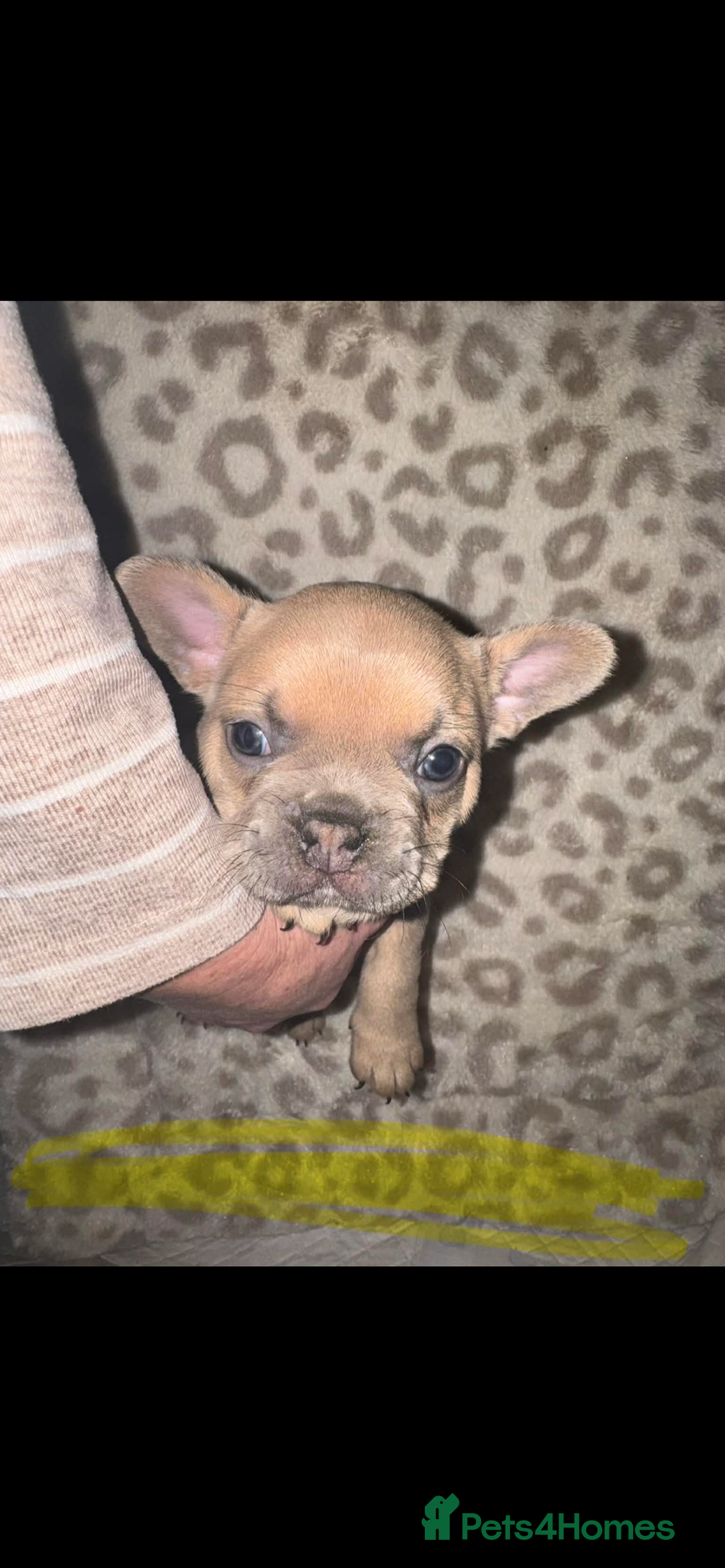 French Bulldog dogs for sale: Frenchies - Advert 3