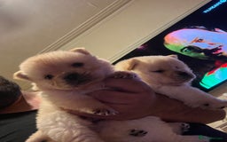 Chow Chow dogs for sale: Chow chow - Image 2