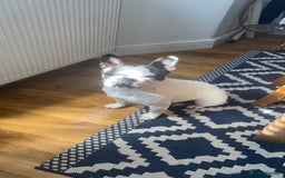 French Bulldog dogs for sale: 💕Beautiful Bella- Ready for her forever home💕 - Image 2