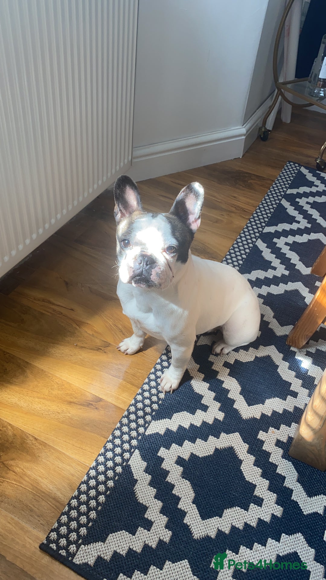 French Bulldog dogs for sale: 💕Beautiful Bella- Ready for her forever home💕 - Image 2