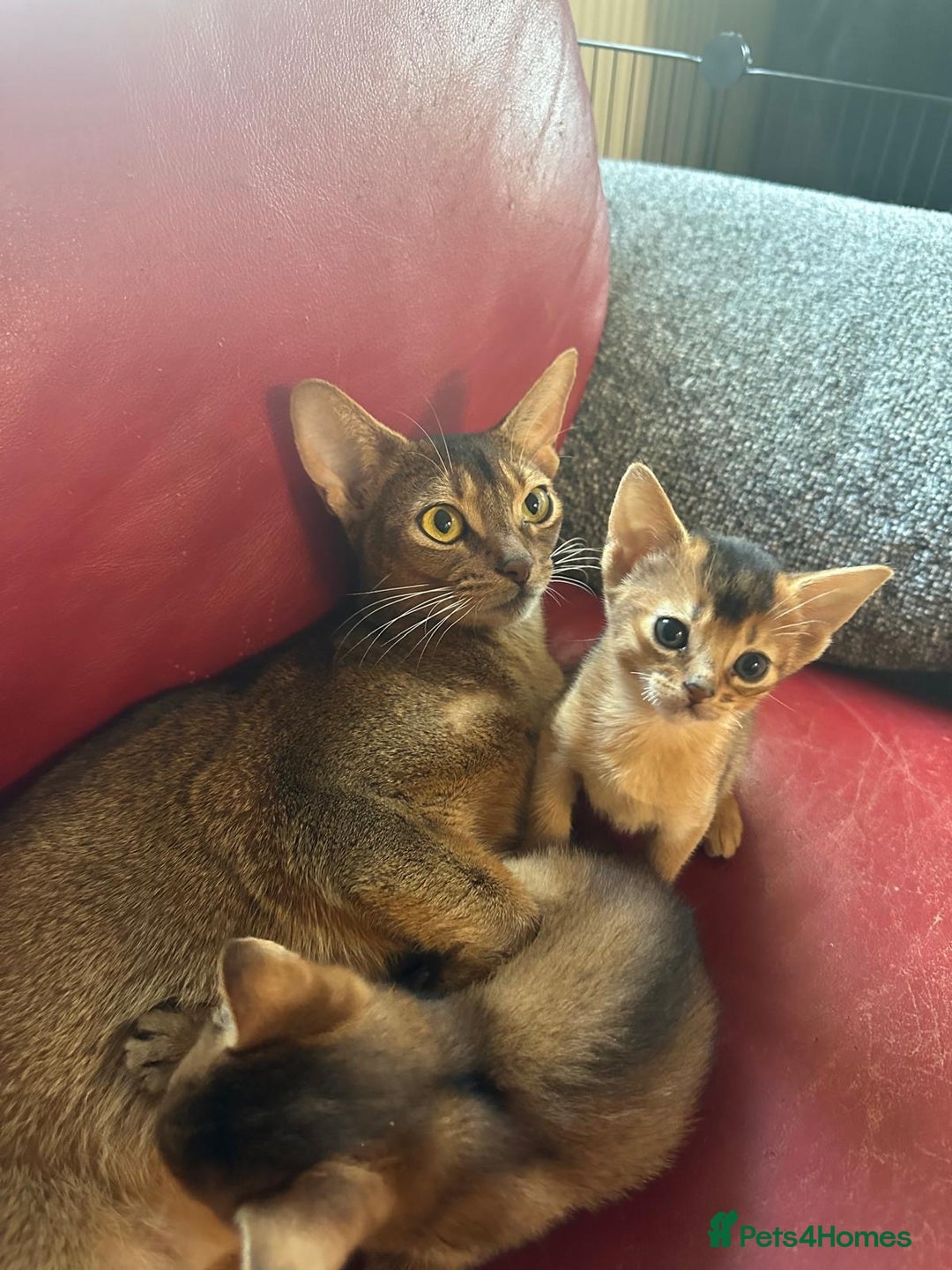 Abyssinian cats for sale: Gorgeous Abyssinian kittens  - Advert 2