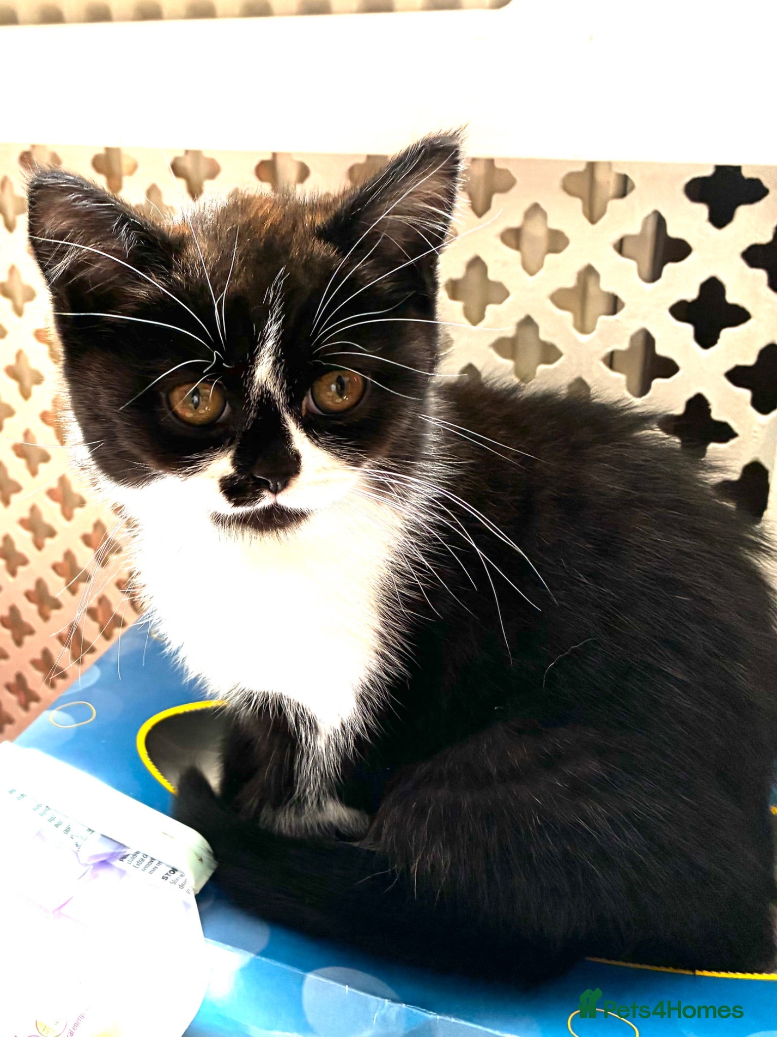 Scottish Fold cats Last Pure bred Scottish Fold black and white girl - Advert 3