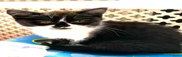 Scottish Fold cats for sale: Last Pure bred Scottish Fold black and white girl - Advert 1