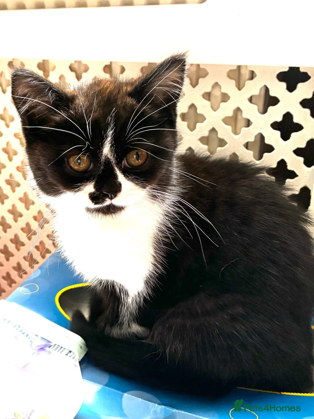Scottish Fold cats for sale: Last Pure bred Scottish Fold black and white girl - Advert 1
