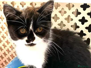 Scottish Fold cats Last Pure bred Scottish Fold black and white girl - Advert 6