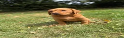 Labrador Retriever dogs for sale: Kc reg ftch Labrador puppies - Advert 16