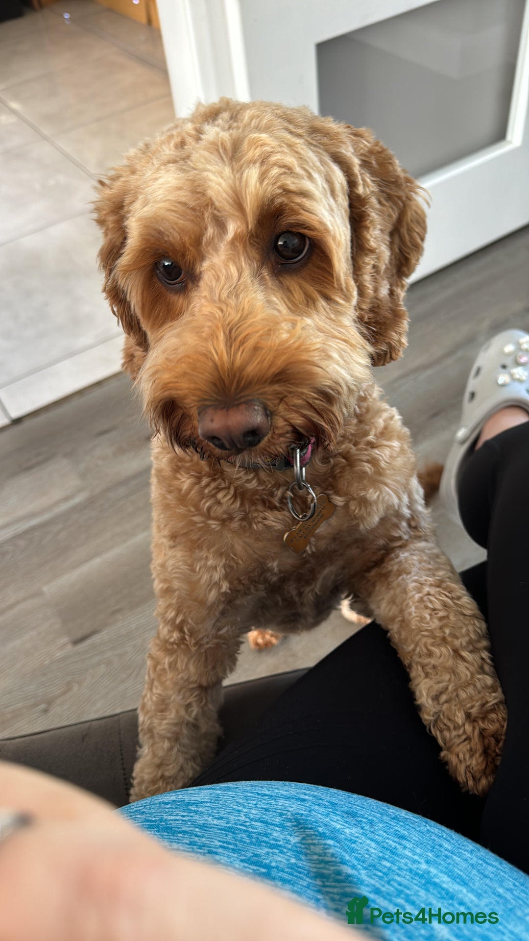 Cockapoo dogs for sale: Cockapoo bitch red 3 years old  - Image 2