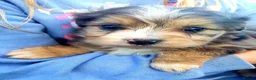 Aussiedoodle dogs for sale: Aussiedoodle puppies  - Advert 1