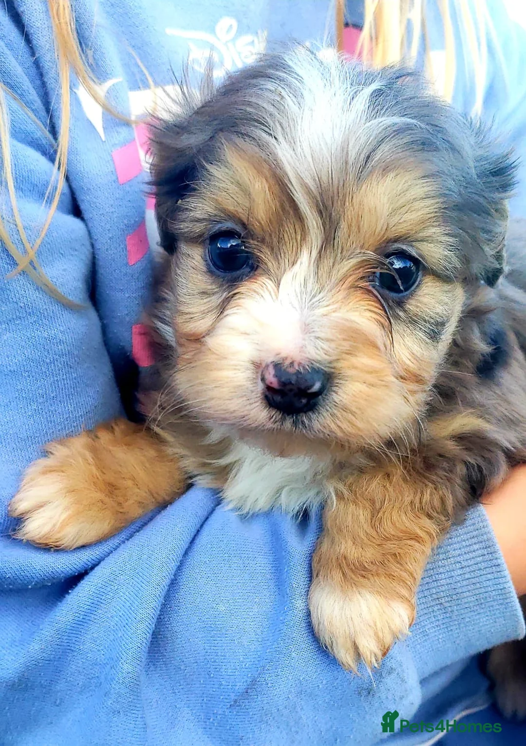 Aussiedoodle dogs for sale: Aussiedoodle puppies  - Advert 1