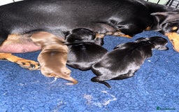 Miniature Dachshund dogs for sale: Miniature dachshund puppies  - Image 8