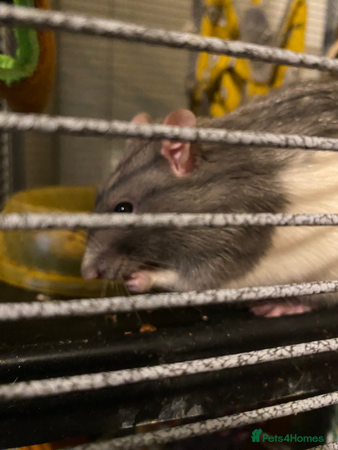 Rat rodents for sale: 2 friendly male rats  - Image 11