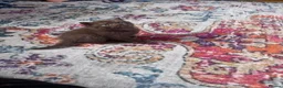 British Shorthair cats for sale: Chocolate Kitten - Advert 9
