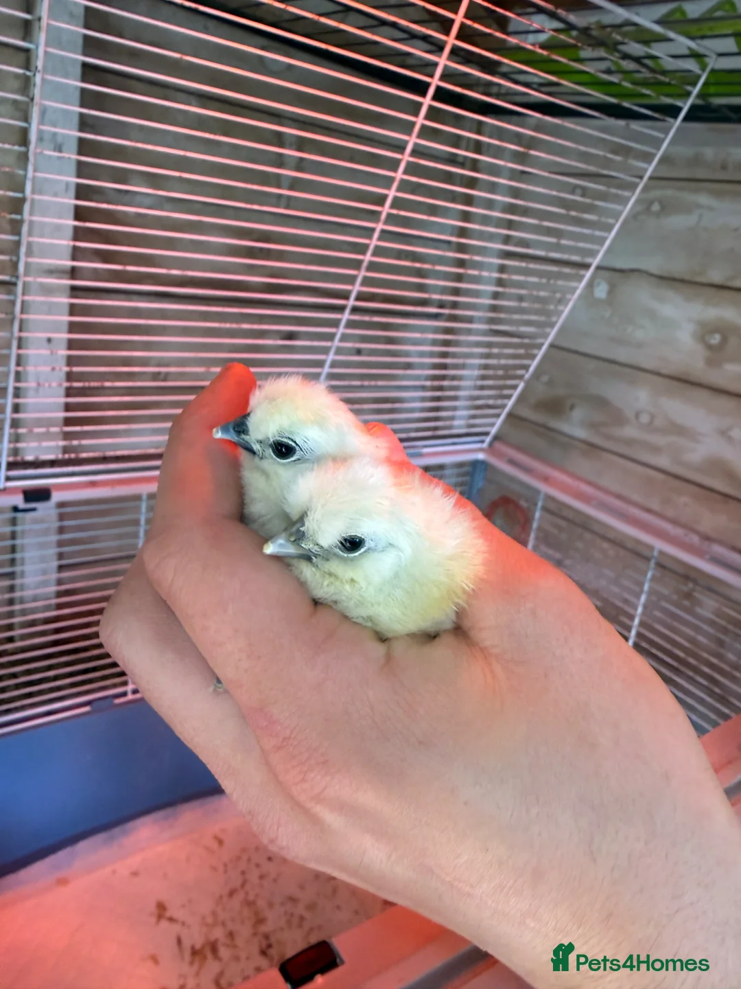 Chickens poultry for sale: Silkie chicks, pullets,and more  - Advert 1