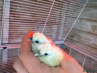 Chickens poultry Silkie chicks, pullets,and more - Advert 23