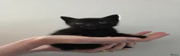 Mixed Breed cats for sale: Adorable black kitten - Advert 10