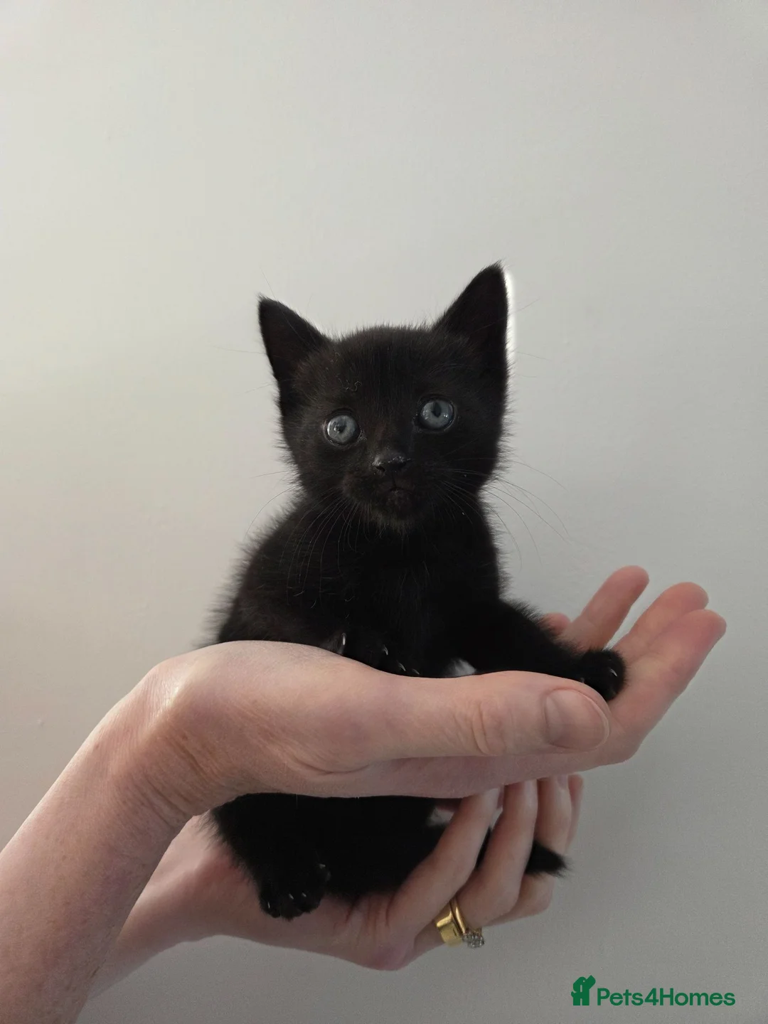 Mixed Breed cats for sale: Adorable black kitten - Advert 10