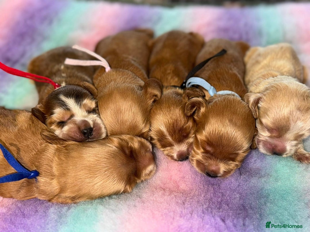 Cocker Spaniel dogs for sale: Stop scrolling - these pups are worth it - Image 2