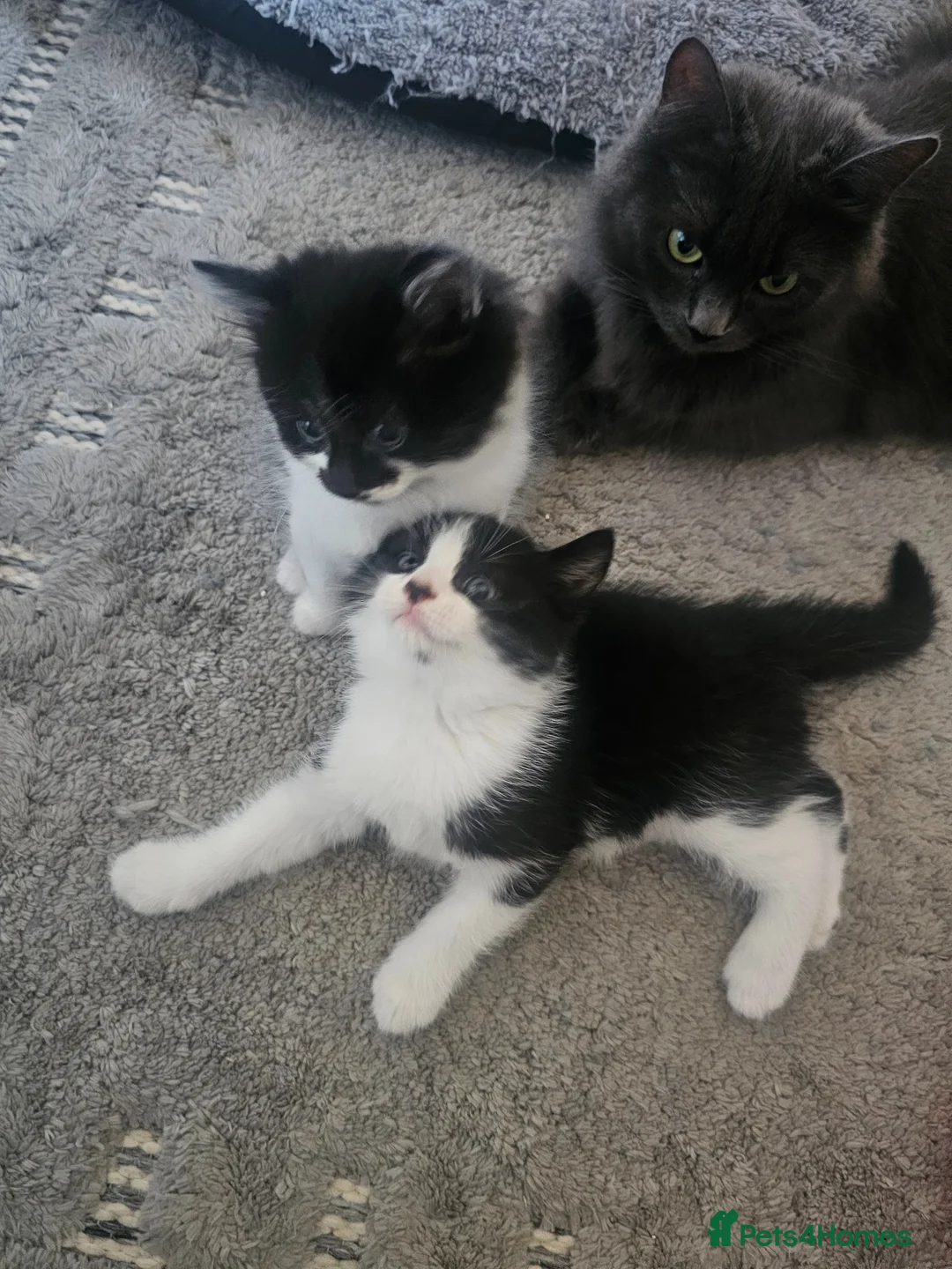 Mixed Breed cats for sale: 3 black and white kittens - Advert 1
