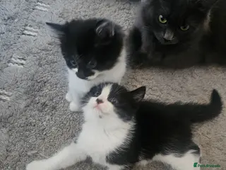 Mixed Breed cats 3 black and white kittens - Advert 3