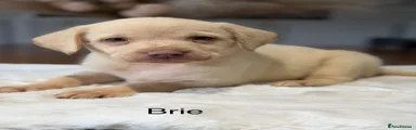 Labrador Retriever 6