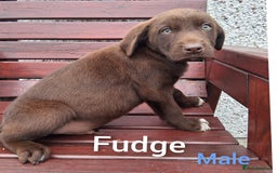 Borador dogs for sale: Chunky Chocolate Puppies  - Image 7