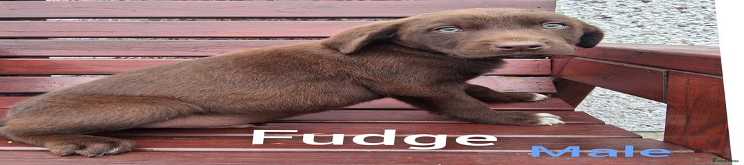 Fudge