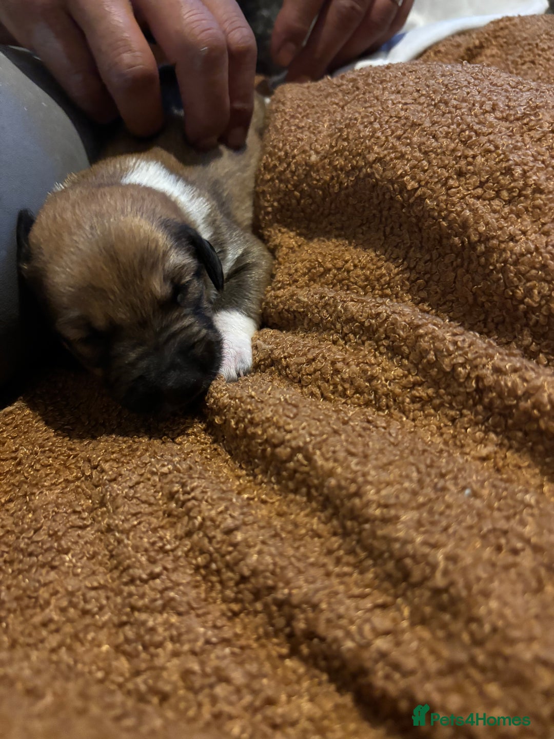 Mixed Breed dogs for sale: German shepherd x whippet  - Image 8