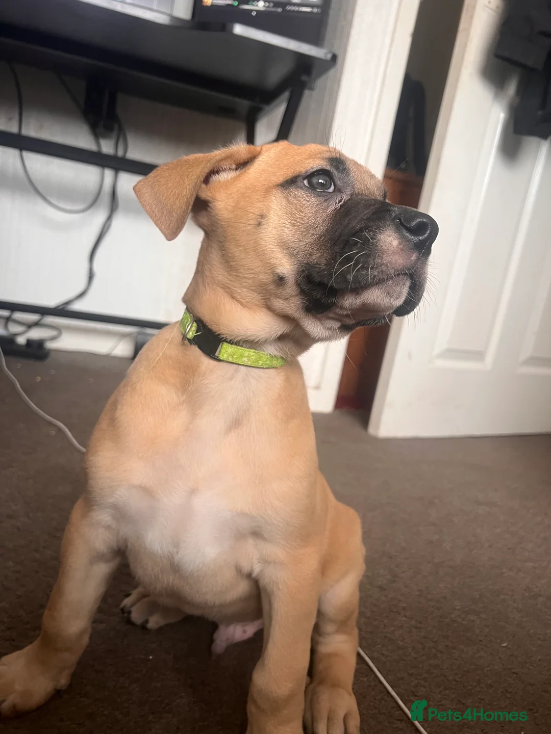Mixed Breed dogs for sale: 8 Beautiful Mastiff x Staff x Black Mouth Cur Pups - Advert 28