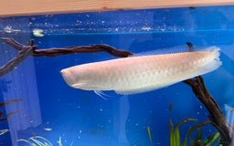 Cichlids fish for sale: Albino Arowana - Image 18