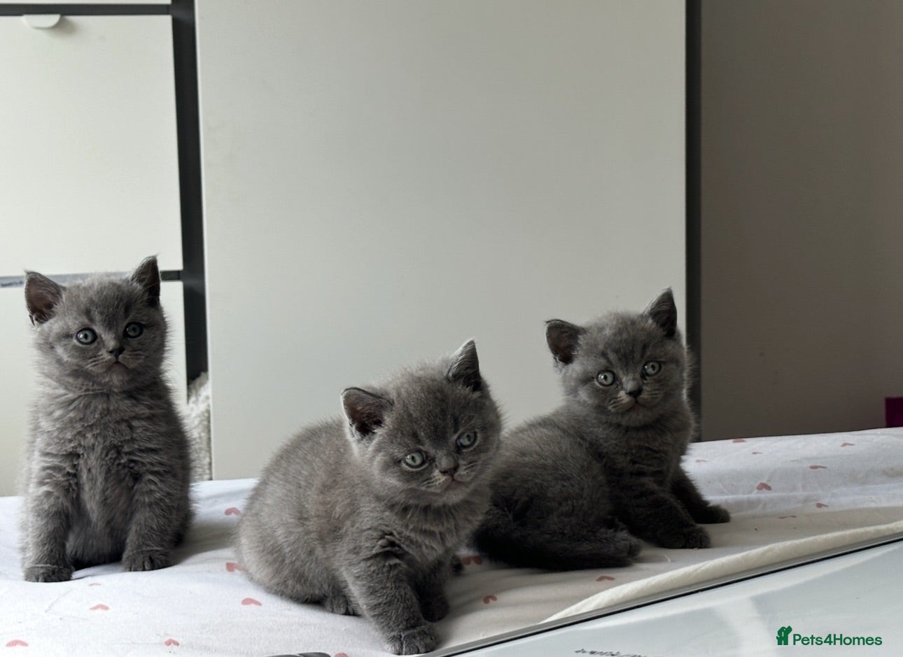 British Shorthair cats British shorthair kittens  - Advert 1