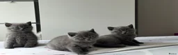 British Shorthair cats for sale: British shorthair kittens  - Advert 1