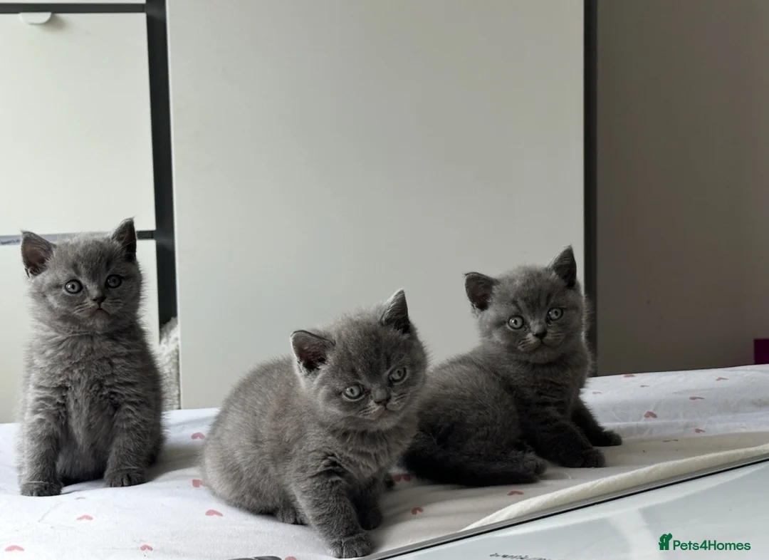 British Shorthair cats for sale: British shorthair kittens  - Advert 1