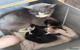Mixed Breed cats for sale: 3 kittens looking for loving homes ! Ready now !! - Image 4