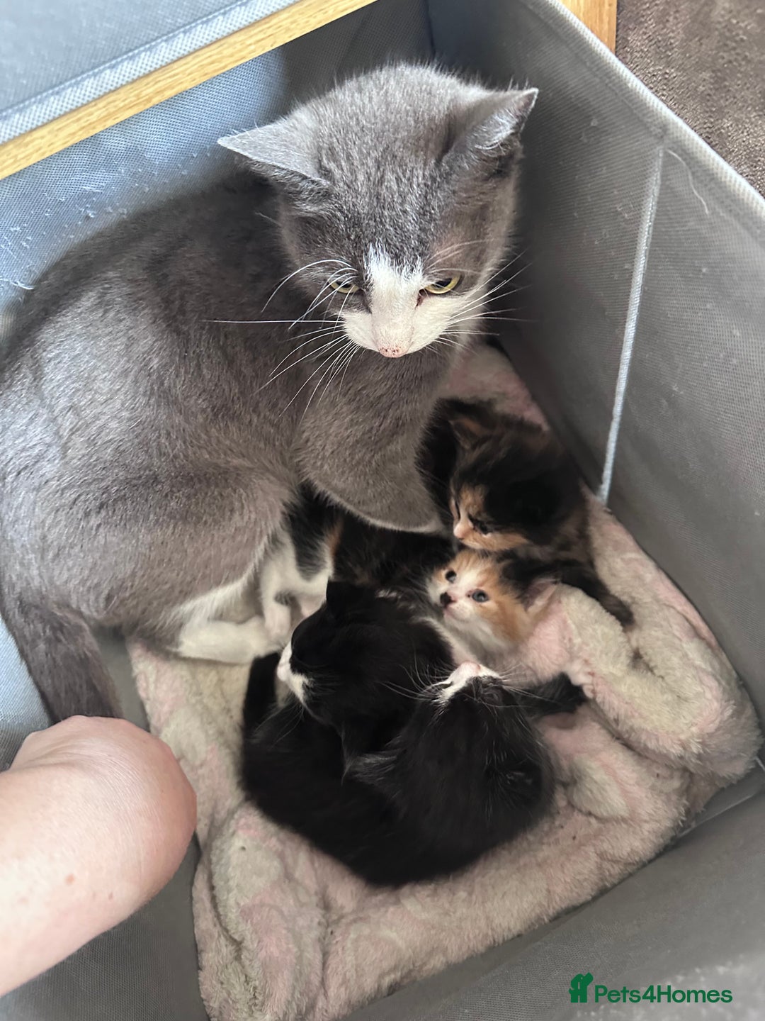Mixed Breed cats for sale: 3 kittens looking for loving homes ! Ready now !! - Image 4