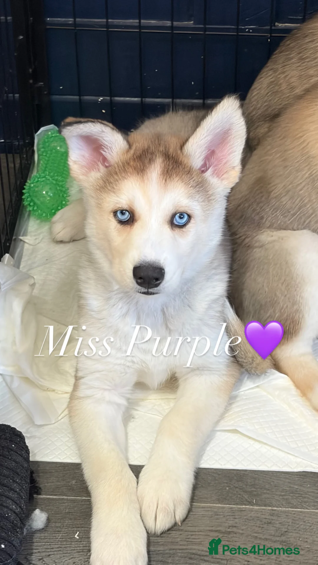 Siberian Husky dogs for sale: 6 Siberian Husky Puppies!! (3 Left!) - Advert 2